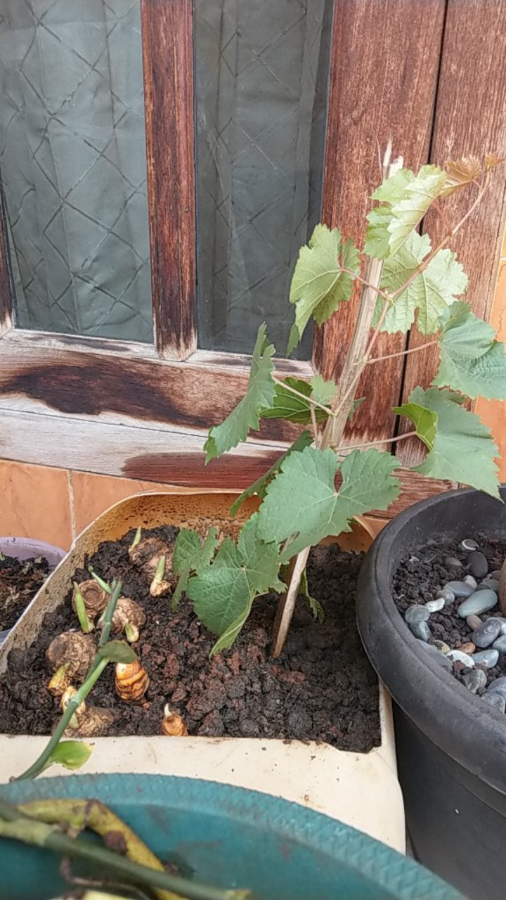 Bibit Anggur Impor Stek Batang Okulasi