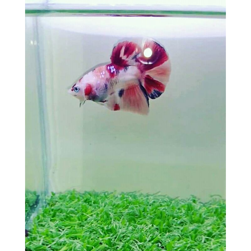 

ikan cupang bonsay nemoxy black avatar super red