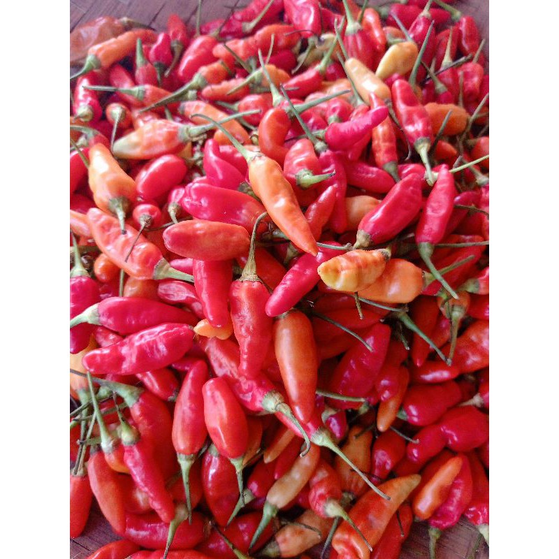 

Cengek Cabe Domba - cabe rawit merah setan 250 gram