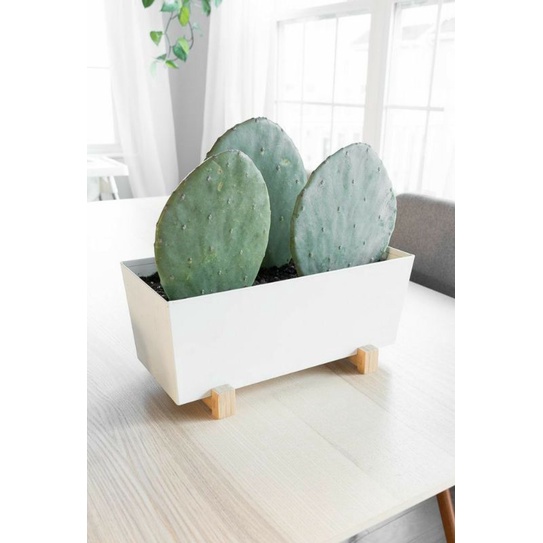 Kaktus Centong anakan