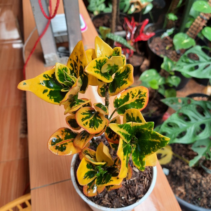 TANAMAN HIAS PURING APEL MAWAR