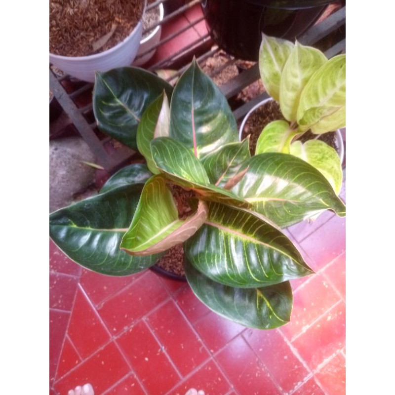 Aglonema Varian Moonlight Black. Big Leaf. Legacy. Ruby Kura. Tiara. Green Bowl. Ruby Giant