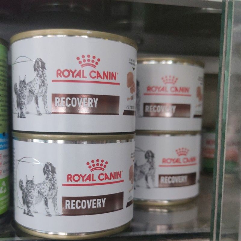 royal canin recovery kucing/anjing
