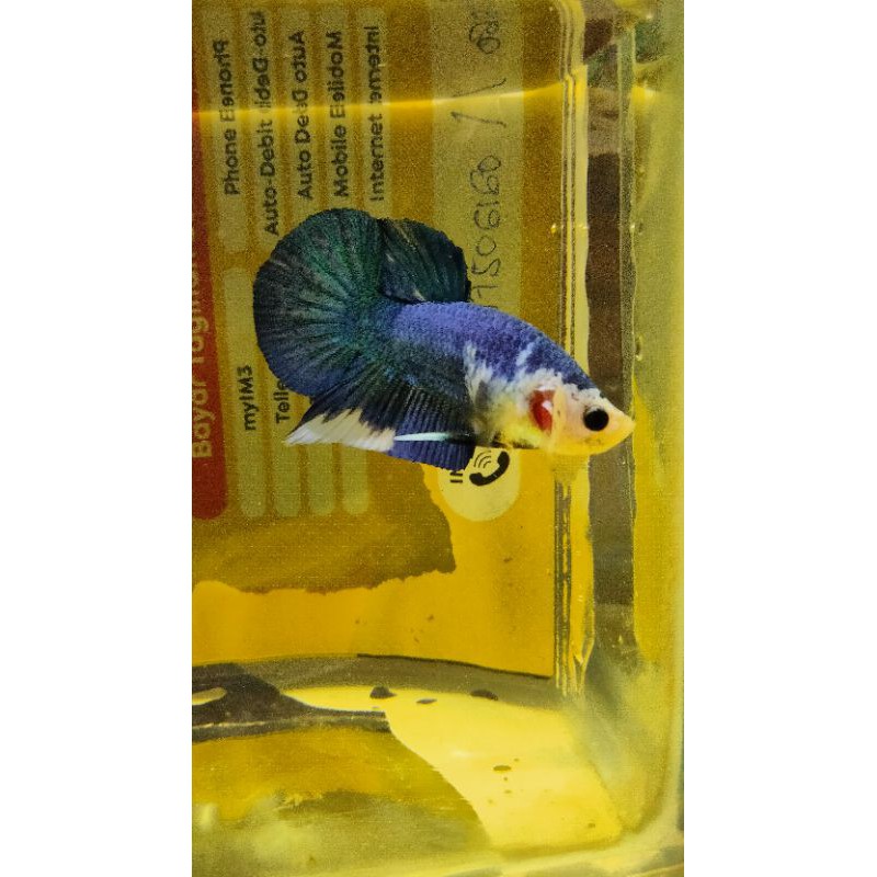 blue rim panda real pict