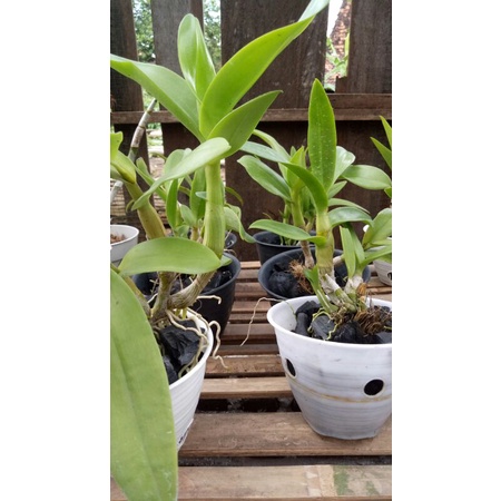 anggrek dendrobium melintir gemuk,  pra dewasa