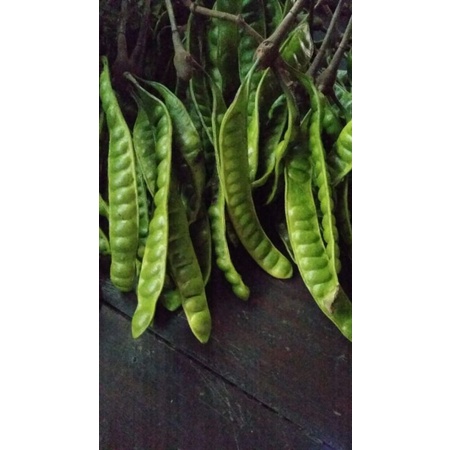 

pete lampung asli aman