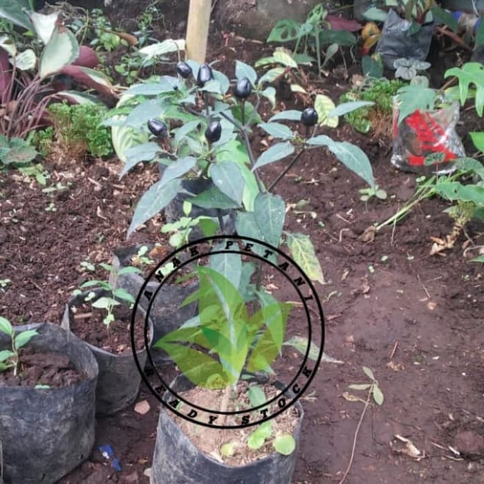BIBIT POHON CABAI UNGU/TANAMAN BUAH CABE CABAI RAWIT UNGU
