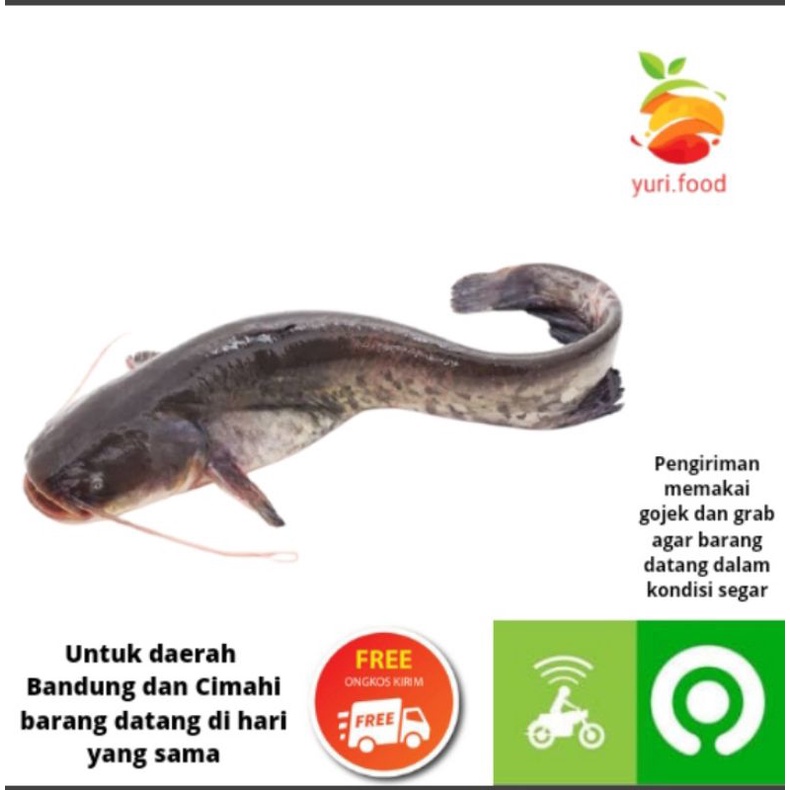 

Ikan lele 500gram (Cimahi satu hari sampai)