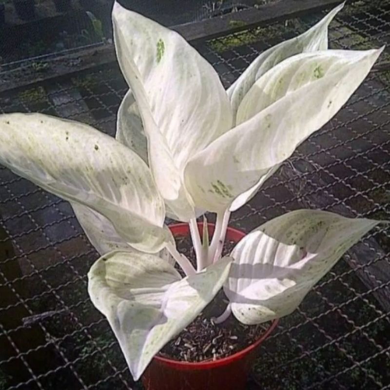 Bonggol sudah bertunas aglonema legacy salju