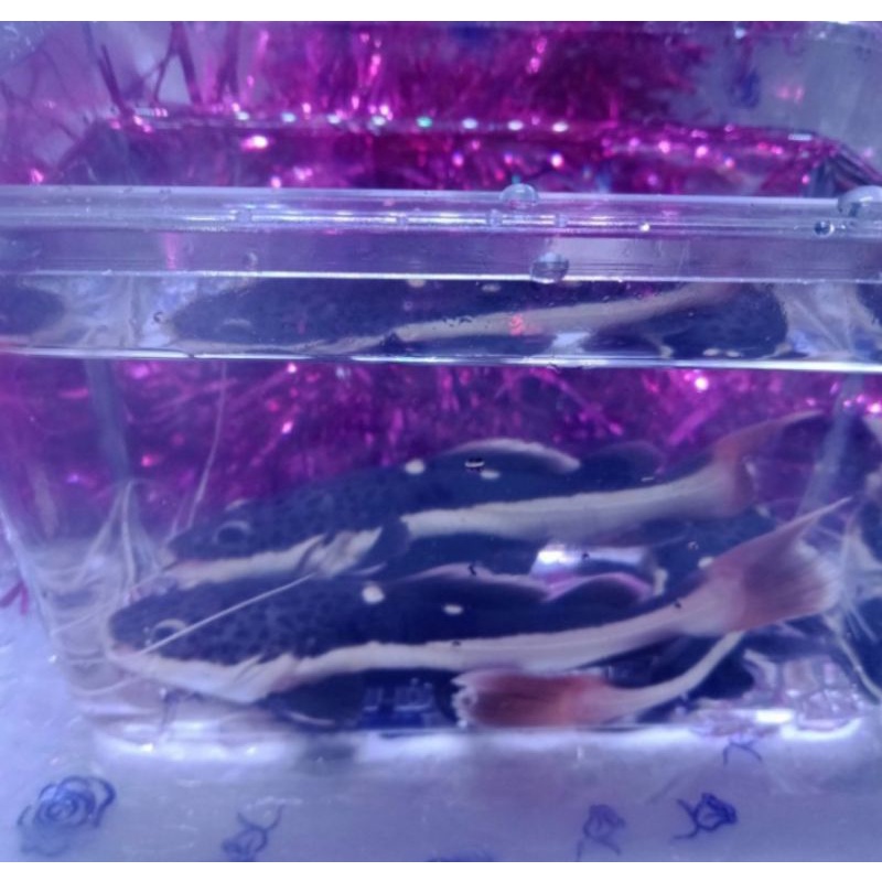 IKAN HIAS RTC/RED TAIL CAT FISH SIZE 13CM