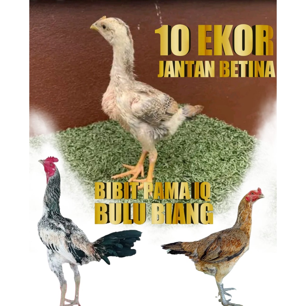 ayam bangkok pukul mati bibit asli bulu biang pama 10 biji