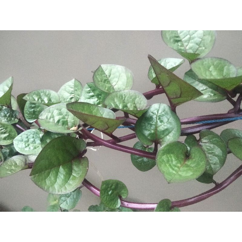 

DAUN KESEHATAN BINAHONG