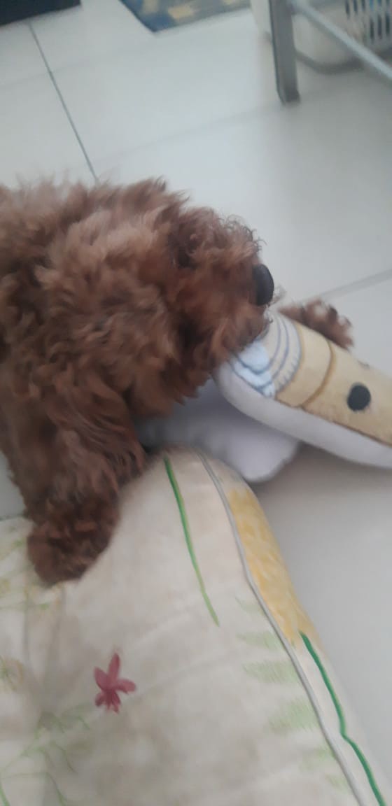  Mainan  boneka Gigit  anjing  kucing bisa bunyi Shopee 