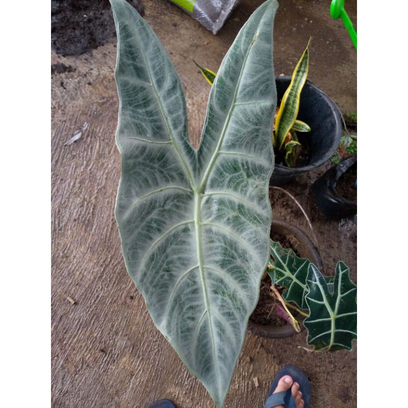 Alocasia Tengkorak