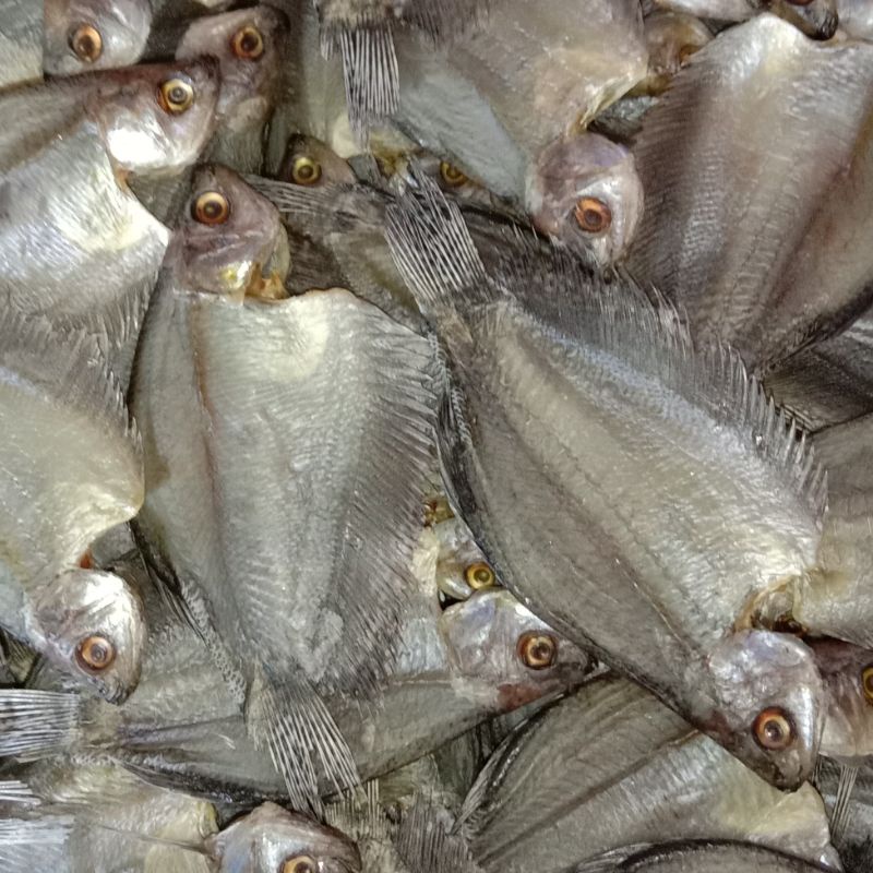 

Ikan Sepat Sedang