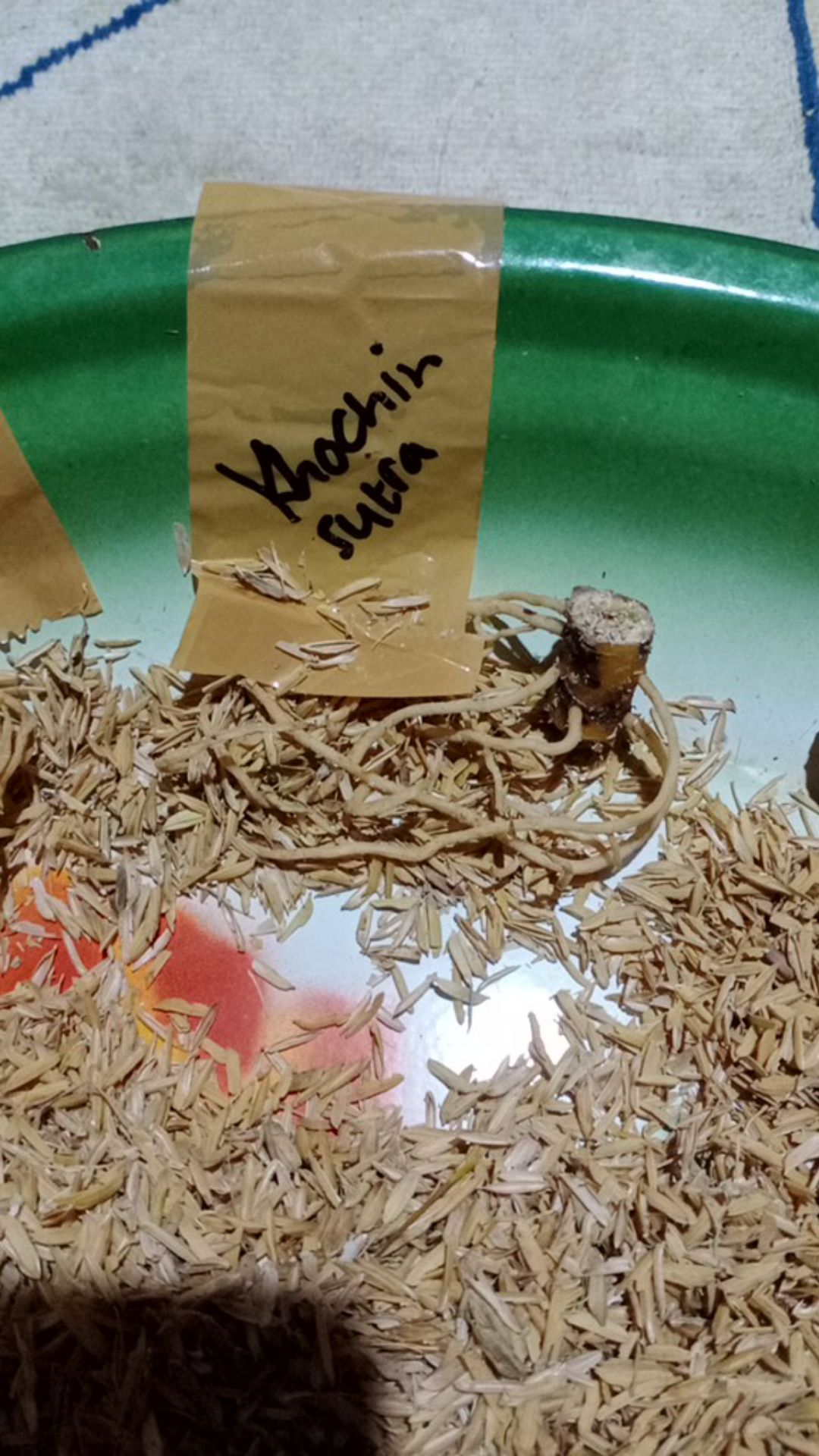 Ready Bonggol Aglonema Red Khocin