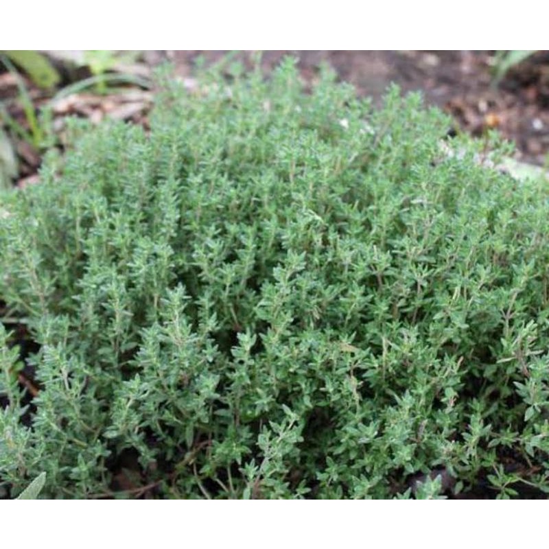 Benih Biji Daun Herbal Thyme