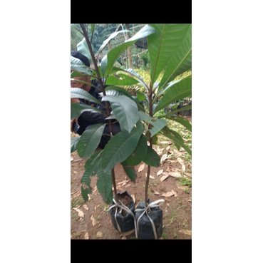 bibit Mamey sapote magana