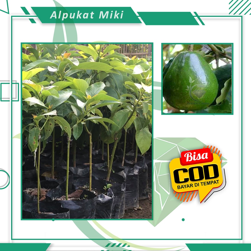 Bibit Alpukat Miki Bibit Murah Tanaman Buah Alpukat Siap Berbuah [ SIAP KIRIM ]