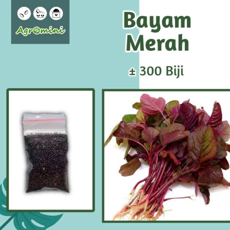 Benih Bayam Merah | Sayuran Rumahan Hidroponik | Sayuran Seribuan Bayam Besar