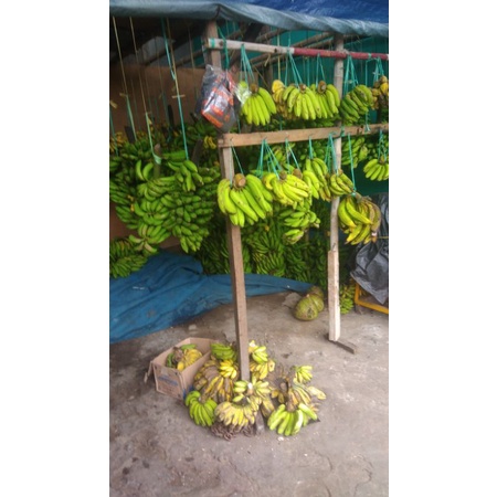 

Pisangdankelapalampung