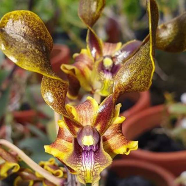 Anggrek dendrobium helix pomeo brown (keki remaja)