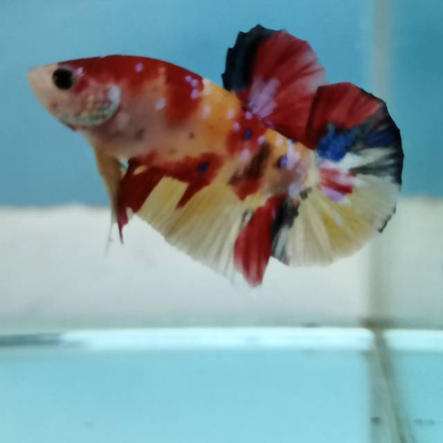 Multicolour yellow base