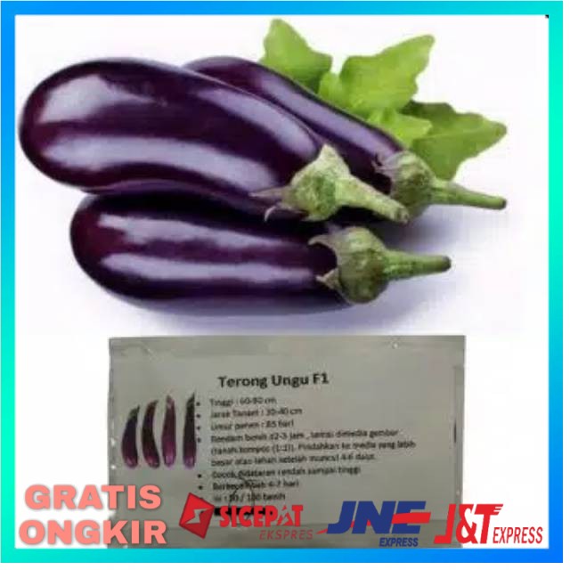 BIBIT TERONG UNGU BENIH HYDROPONIK BENIH TANAMAN BIBIT HIDROPONIK BENIH SAYUR BENIH TANAMAN