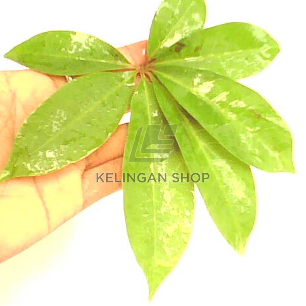 

Daun Randu Segar (Daun Pohon Kapuk) - Ceiba pentandra 500 gram