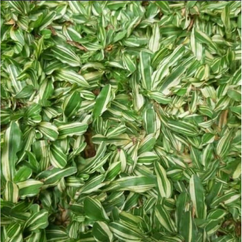 tanaman hias rumput gajah mini variegata 30x30 - gajah mini putih