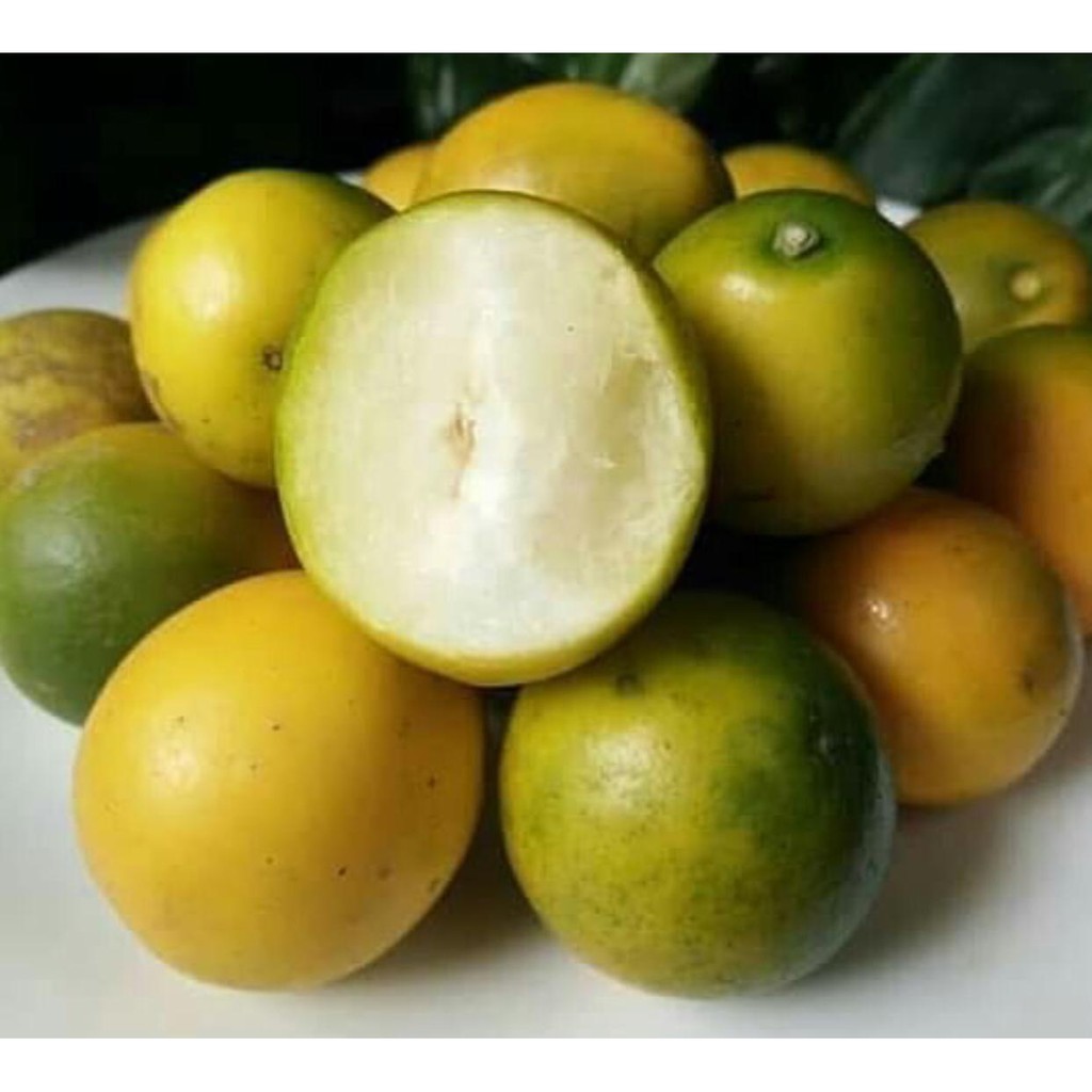 Jual Jeruk Kimkit Kumquat Import Dimakan Dengan Kulitnya Shopee