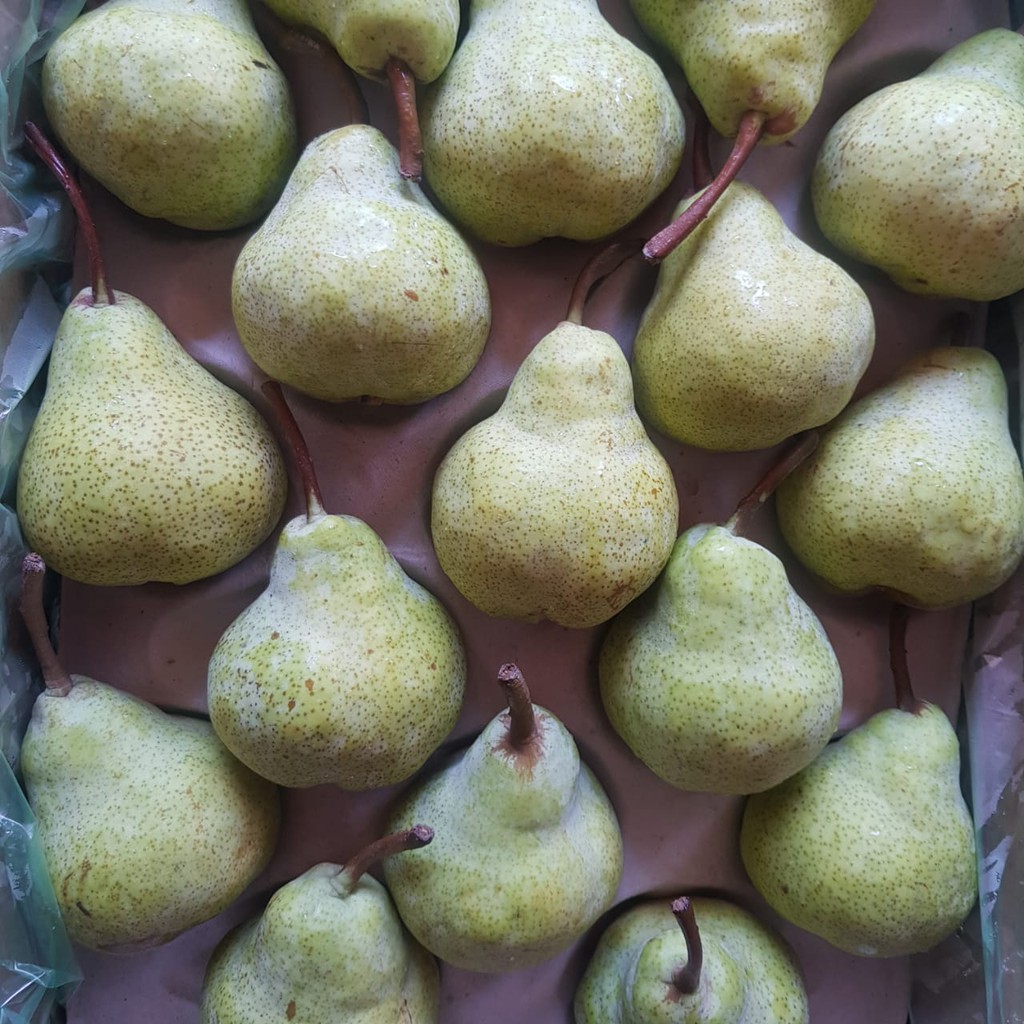 Jual Buah Pear Hijau Packham Indonesia Shopee Indonesia