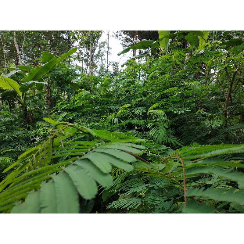 BENIH KALIANDRA MERAH, jenis legum pakan ternak