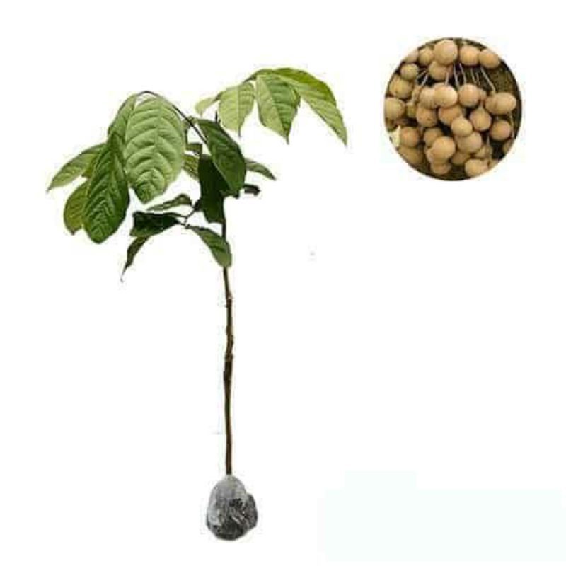 BIBIT DUKU NON BIJI (DUKONG)