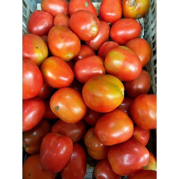 

Tomat Merah