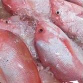 

Ikan Kakap Merah Fresh