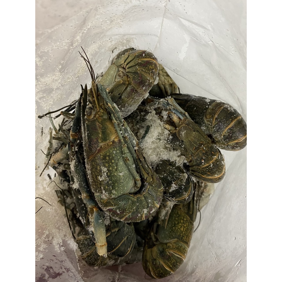 

lobster frozen premium