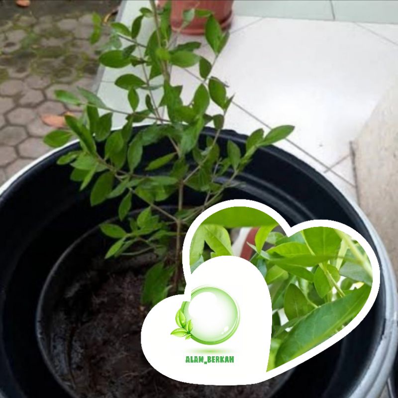 Jual Bibit Tanaman Pacar Arab Tanaman Pacar Daun Henna Shopee Indonesia