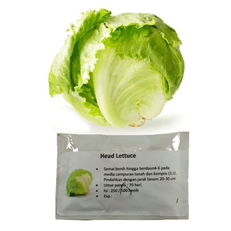 Benih head lettuce - isi 100 benih