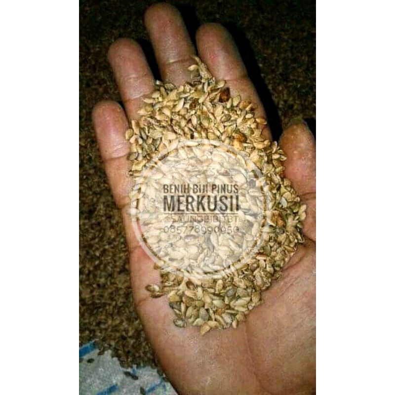 Benih Biji Pohon Pinus Merkusii 1kg siap semai Biji Tanaman Pinus Merkusii
