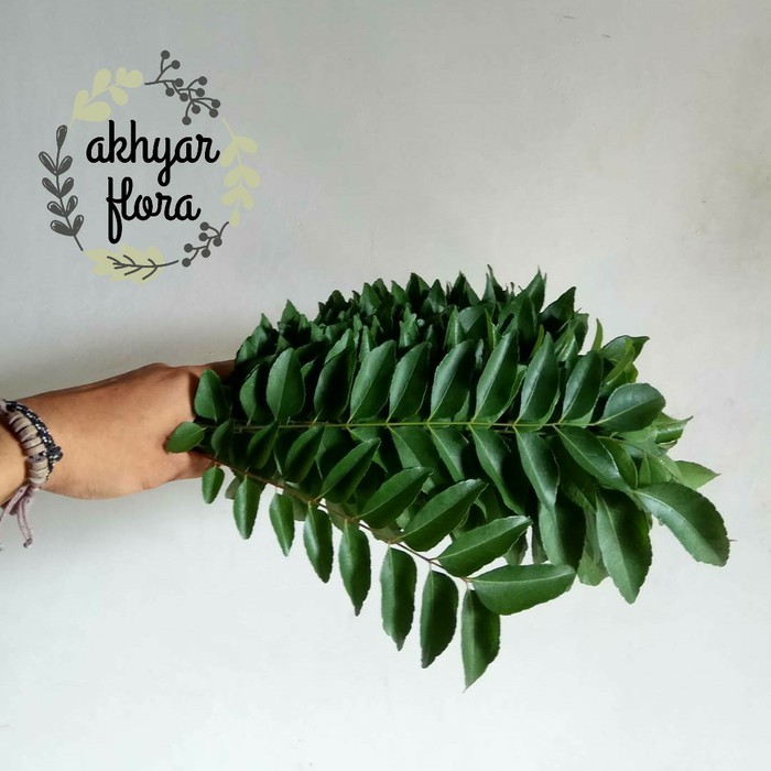 

Daun Kari Daun Salam Koja Perhelai