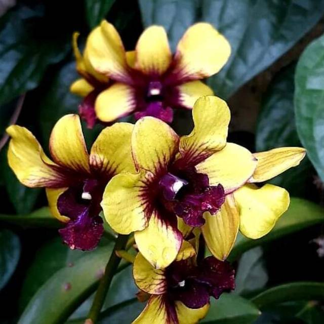 dendrobium kuning dewasa