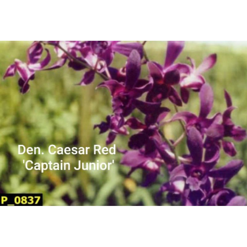 ANGGREK DENDRO CAESAR RED CAPTAIN JUNIOR