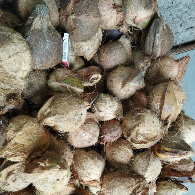 

kelapa Butiran