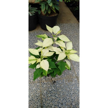 Tanaman kastuba putih