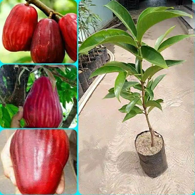 bibit jambu JAMAIKA/jambu bol