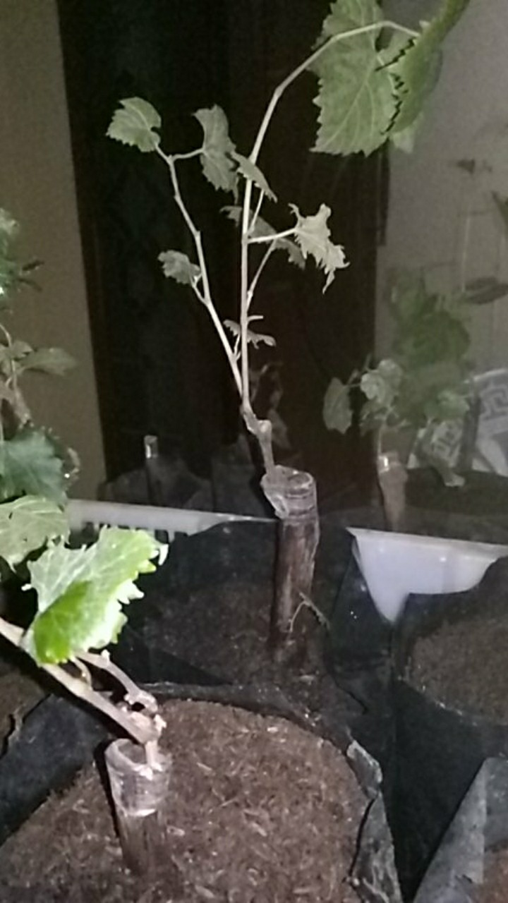 Bibit Anggur Import Wink Grafting