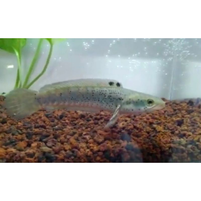 Ikan Channa Blue Pulchra 10cm