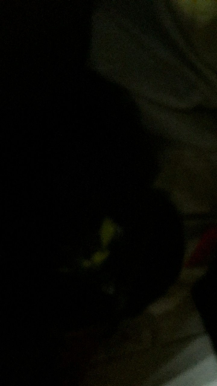 Gof Brsc Damor (cressida) Kemeja Batik Cowok Pakaian Pria Baju Batik Dewasa Lengan Pendek