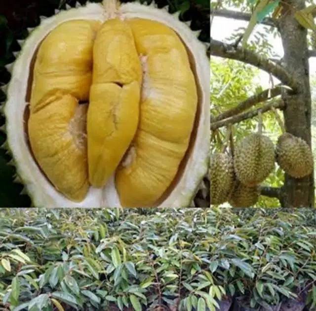 Spesial Tambulampot Bibit Durian Bawor kaki 3 Hasil Okulasi Super